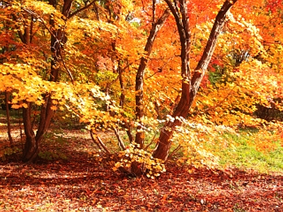 'Beautiful Autumn Trees With Yellow Leaves' by alex_ugalek at FreeDigitalPhotos.net - Alle Rechte vorbehalten